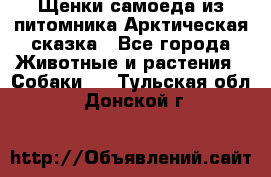 Щенки самоеда из питомника Арктическая сказка - Все города Животные и растения » Собаки   . Тульская обл.,Донской г.